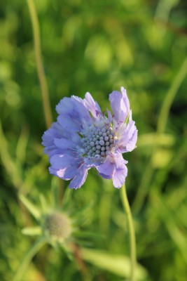 Bild von Scabiosa caucasica Perfecta