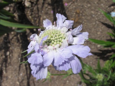 Bild von Scabiosa caucasica Stäfa