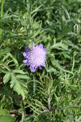 Bild von Scabiosa columbaria Nana