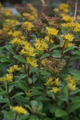 Bild von Sedum aizoon