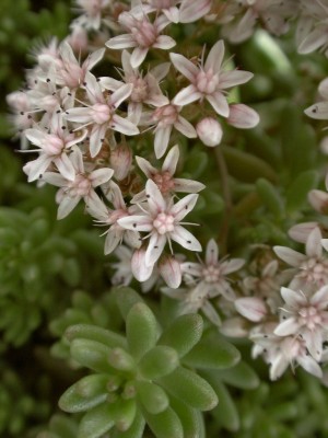 Bild von Sedum album