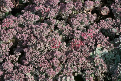 Bild von Sedum cauticolum