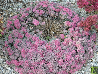 Bild von Sedum cauticola Lidakense