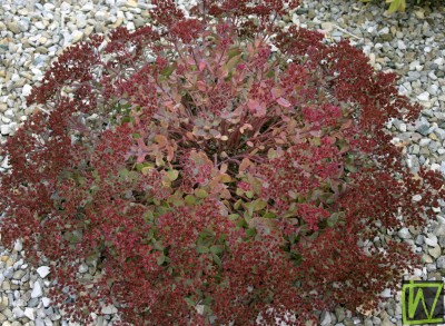 Bild von Sedum cauticola Robustum