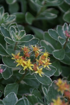 Bild von Sedum kamtschaticum Variegatum