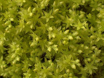 Bild von Sedum sexangulare