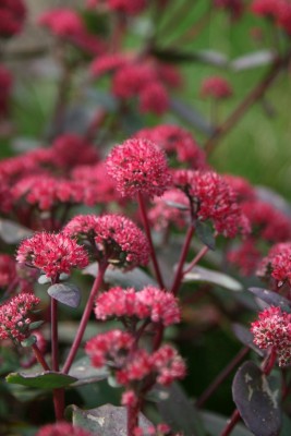 Bild von Sedum spectabile Purple Emperor