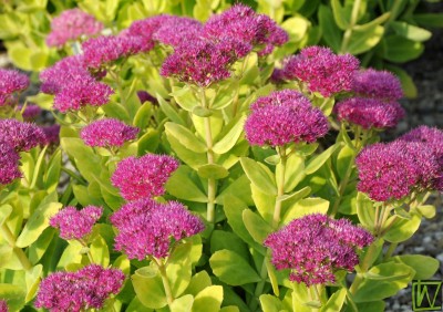 Bild von Sedum spectabile Abendrot