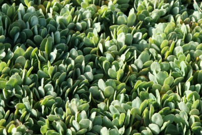 Bild von Sedum spectabile Brillant