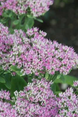 Bild von Sedum spectabile Rosenteller