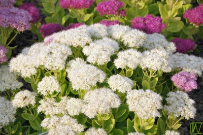 Bild von Sedum spectabile Iceberg