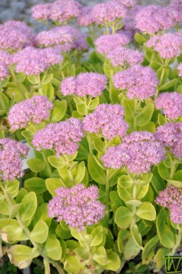 Bild von Sedum spectabile Steven Ward