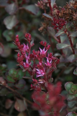 Bild von g Sedum spurium Fuldaglut