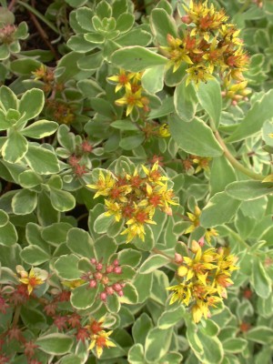 Bild von Sedum spurium Variegatum