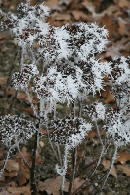 Bild von Sedum telephium Matrona