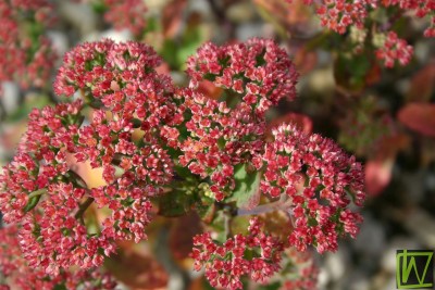 Bild von Sedum telephium Munst. Dark Red