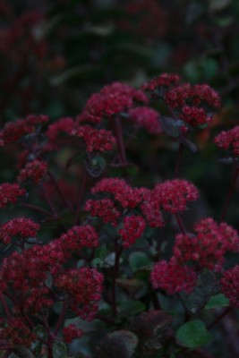 Bild von Sedum x-cult. Red Cauli