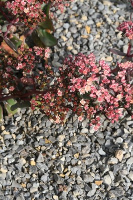 Bild von Sedum telephium Orange-Xenox