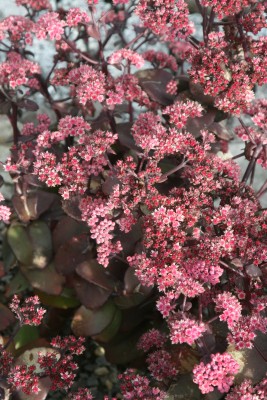 Bild von Sedum telephium ssp.borderi