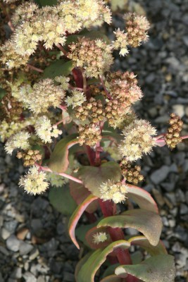 Bild von Sedum telephium.ssp.rup. Hab Gray