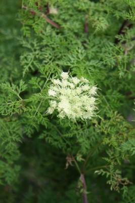 Bild von Selinum wallichianum