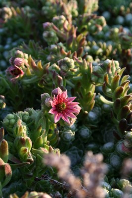 Bild von Sempervivum hausmannii