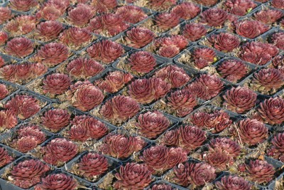 Bild von Sempervivum x-cult. Bedivere