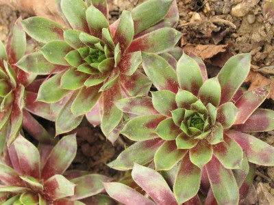 Bild von Sempervivum x-cult. Celon