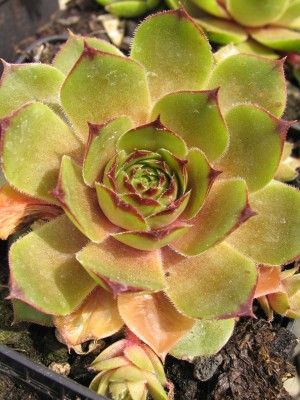 Bild von Sempervivum x-cult. Donarrose