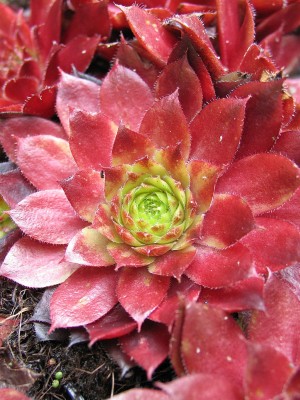 Bild von Sempervivum x-cult. Granat