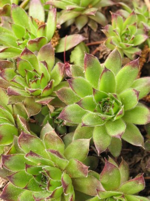 Bild von Sempervivum x-cult. Graecum