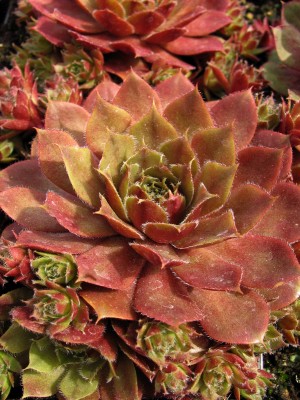 Bild von Sempervivum x-cult. Juwel Case