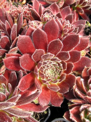 Bild von Sempervivum x-cult. Isabelle