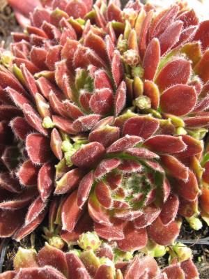 Bild von Sempervivum x-cult. Hey Hey