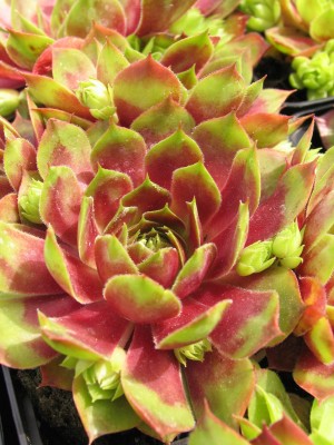 Bild von Sempervivum x-cult. Mystic