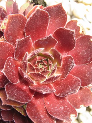 Bild von Sempervivum x-cult. Ohio Burgund