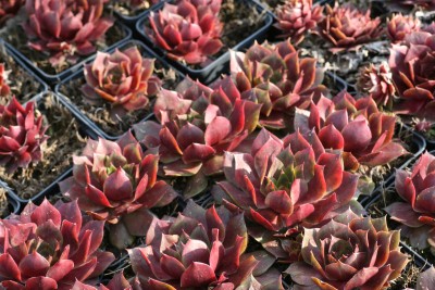 Bild von Sempervivum x-cult. Othello