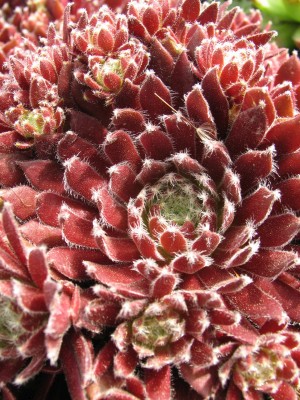 Bild von Sempervivum x-cult. Red Wings