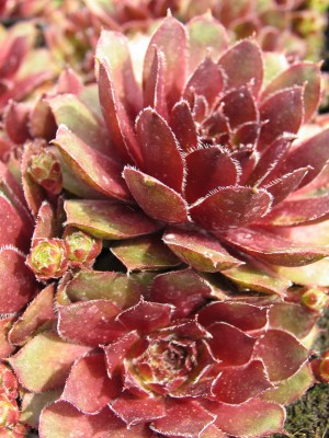 Bild von Sempervivum x-cult. Ronsdorfer Hybr.