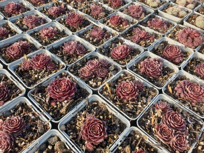 Bild von Sempervivum x-cult. Rubin