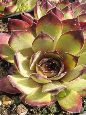 Bild von Sempervivum x-cult. Simplonstern