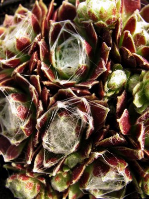 Bild von Sempervivum x-cult. Stransfieldii