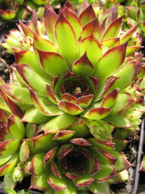 Bild von Sempervivum x-cult. Topas