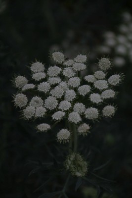 Bild von Seseli gummiferum