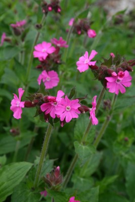 Bild von Silene dioica