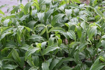 Bild von Maianthemum japonica 