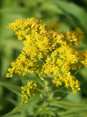 Bild von Solidago canescens Goldkind