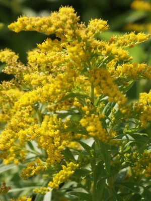 Bild von Solidago x-cult. Strahlenkrone