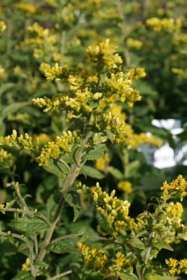 Bild von Solidago rugosa Sparkler