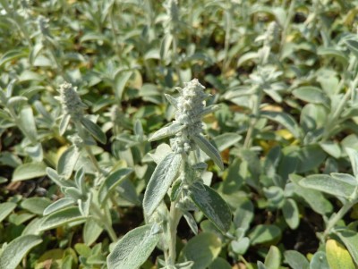 Bild von Stachys byzantina Silver Carpet